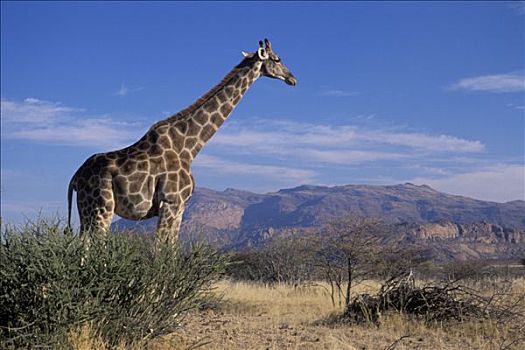 纳米比亚,达马拉兰,长颈鹿,朴素,山峦,背影