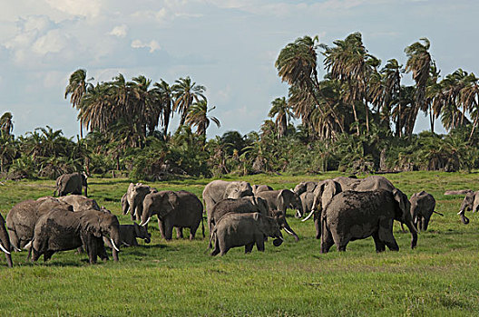 非洲象,牧群,安伯塞利国家公园,肯尼亚