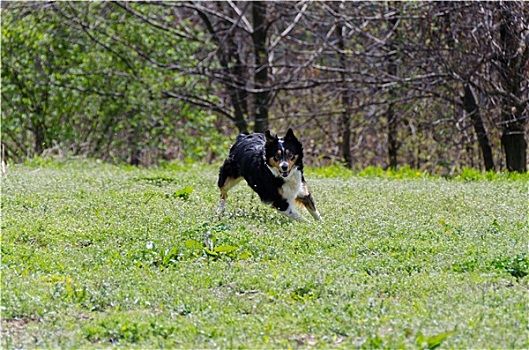 博德牧羊犬