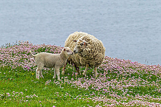 欧洲,苏格兰,设得兰群岛,母羊,羊羔,戈登,画廊