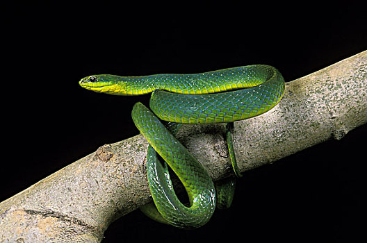 绿色,蛇,黑色背景