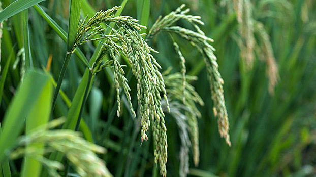 水稻的稻穗