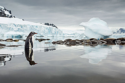 南极,岛屿,巴布亚企鹅,站立,浅水,结冰,海岸线