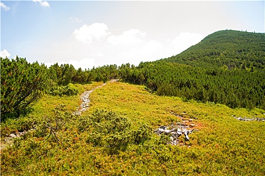 漂亮,草地,山