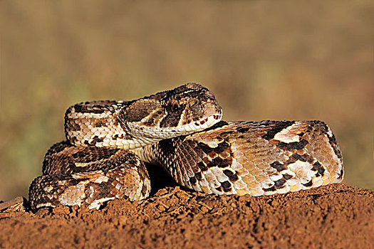 蝰蛇