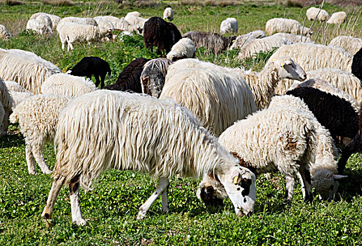 希腊,克里特岛,绵羊,放牧,高原