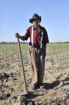 老人,培育,甘蔗,制作,玻利维亚,南美