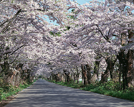 排,樱花,树