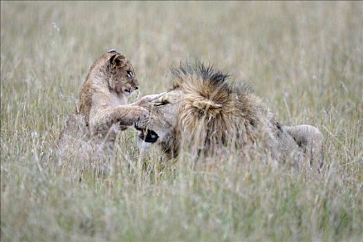 狮子,玩,幼兽,马赛马拉,国家公园,肯尼亚,东非