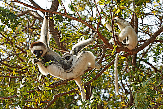 马达加斯加狐猴,成年,女性,树,游戏,马达加斯加,非洲