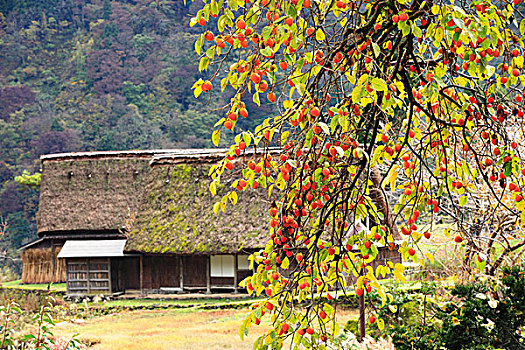 五箇山,房子,乡村