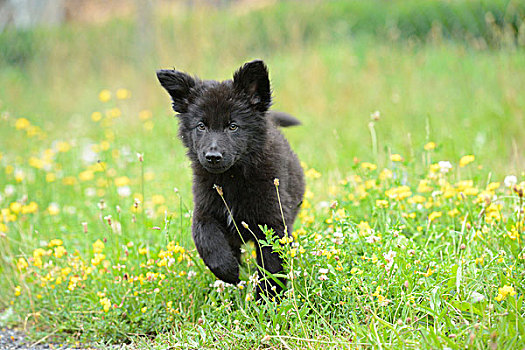 黑人,黑色,小狗,小动物,走,草地,巴伐利亚,德国