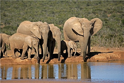 非洲象,水潭