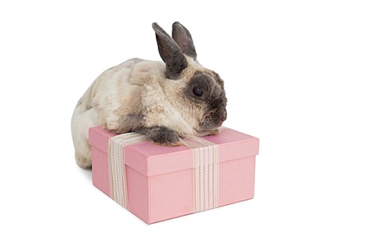 绒毛状,兔子,粉色,礼盒
