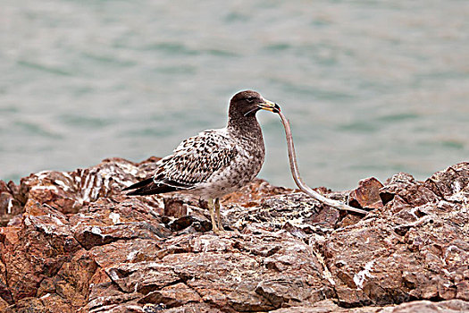 海鸥,幼小,羽毛,岩石上,鸟嘴,帕拉加斯,秘鲁,南美