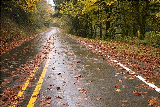 湿,下雨,秋天,白天,叶子,两个,道路,公路,旅行