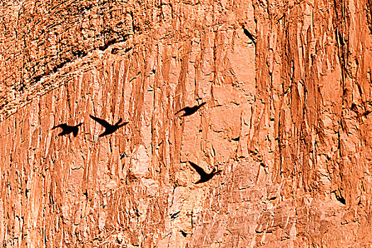 鸟,剪影,岩石上,大峡谷,亚利桑那,美国