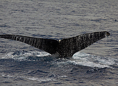 尾部,鲸尾叶突,驼背鲸,西部,海岸,毛伊岛,夏威夷