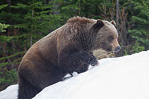 大灰熊,棕熊,走,雪,碧玉国家公园,艾伯塔省,加拿大