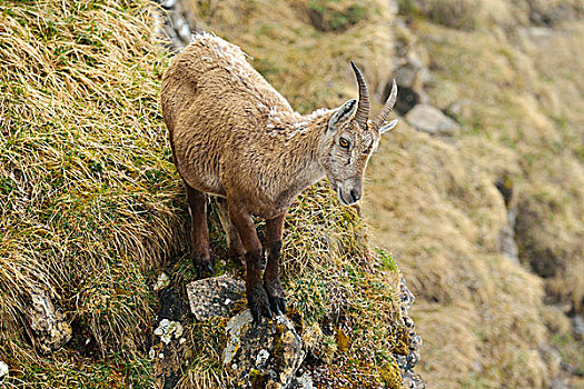 阿尔卑斯野山羊,羱羊,怀孕,雌性,伯恩高地,瑞士,欧洲