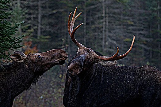 雄性,雌性,驼鹿,发情期,阿尔冈金省立公园,安大略省,加拿大