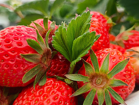 草莓,草莓花