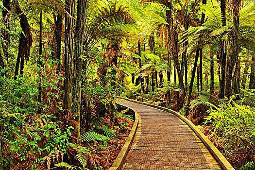 蕨类,木质,小路,华卡雷瓦雷瓦,树林,靠近,罗托鲁瓦,丰盛湾,北岛,新西兰