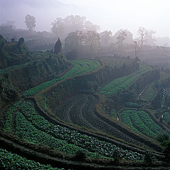 江岭梯田