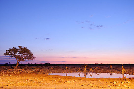 长颈鹿,水坑,黄昏,埃托沙国家公园,靠近,区域,纳米比亚,非洲