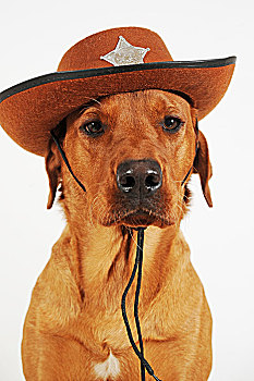 拉布拉多犬,雄性,戴着,牛仔帽,警长,星