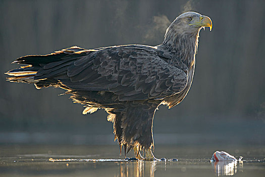白尾鹰,白尾海雕,成年,站立,浅水,水塘,呼吸,捕食,国家公园,匈牙利,欧洲