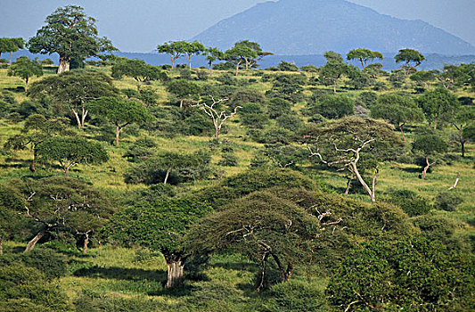 热带草原,风景,塔兰吉雷,公园,坦桑尼亚