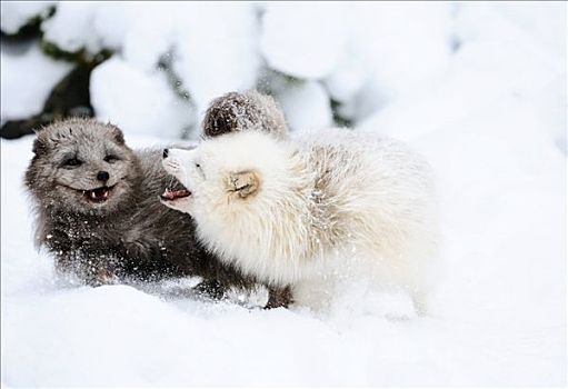 两个,狐狸,北极狐,争斗,雪地,巴伐利亚,德国