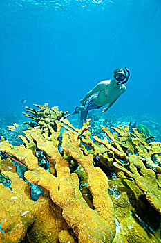 男性,水下呼吸管,珊瑚,礁石