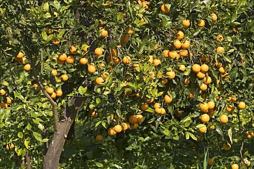 橘子,甜橙,橘树,马略卡岛
