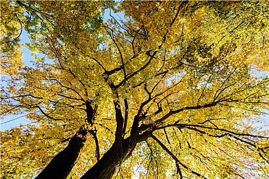 秋天,树,蓝色背景,天空