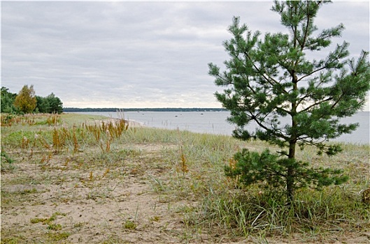 幼兽,松树,海岸,波罗的海