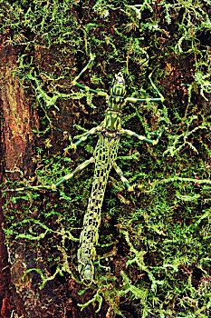 竹节虫,保护色,苔藓,檀中埠廷国立公园,婆罗洲,印度尼西亚