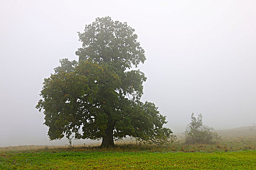橡树,栎属,栎树,秋日风光,朱拉,巴登符腾堡,德国,欧洲