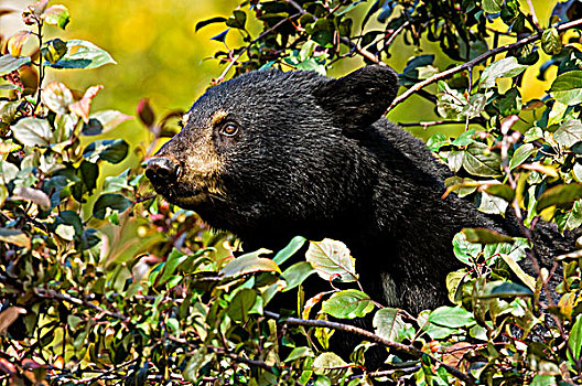 黑熊,美洲黑熊,苹果树,安大略省,加拿大
