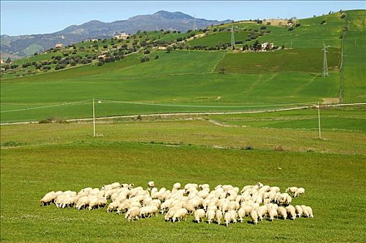 羊群,靠近,西西里,意大利