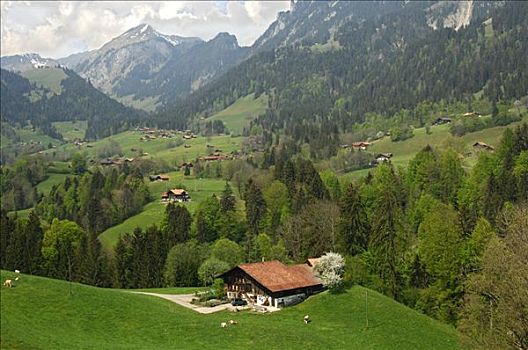 风景,瑞士人,农场,院子,瑞士