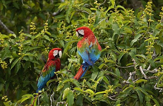 红绿金刚鹦鹉,绿翅金刚鹦鹉,一对,栖息地,南马托格罗索州,巴西