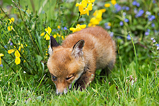 红狐,狐属,小动物,花,诺曼底