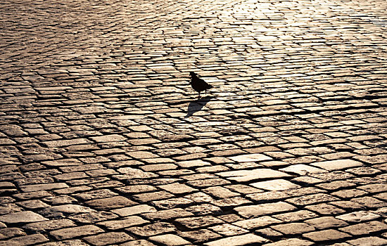 逆光下古老广场上的鸽子