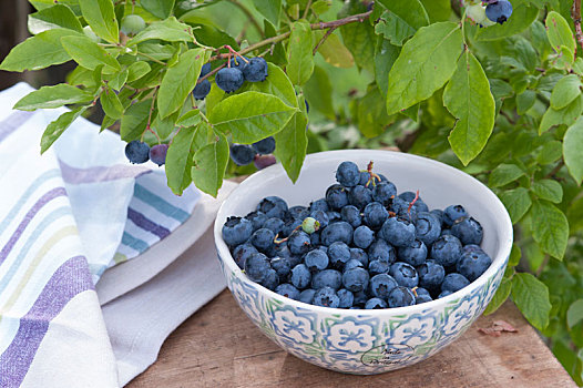 新鲜,蓝莓,伯克利,越桔属