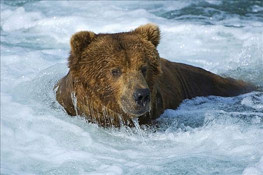 棕熊,布鲁克斯河,溪流,瀑布,卡特麦国家公园,阿拉斯加,美国,北美