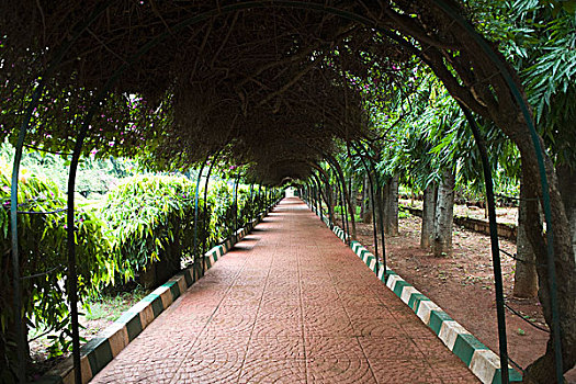 小路,植物园,班加罗尔,印度