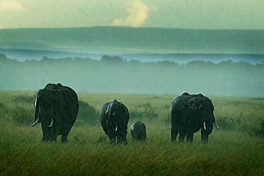 家族,大象,向前,恶劣,倾盆大雨,塞伦盖蒂,坦桑尼亚