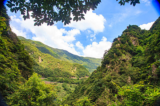 山,森林,树木